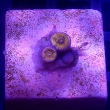 WYSIWYG 2 Polyps Chiquita Zoas coral frag - See description corals frags