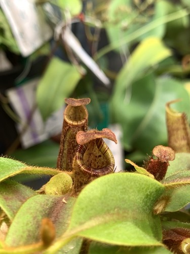 Nepenthes kongkandana x - nepenthes, (kongkandana