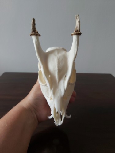 Muntjac buck deer skull - buck,