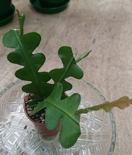 Fishbone cactus epiphyllum - cactus,