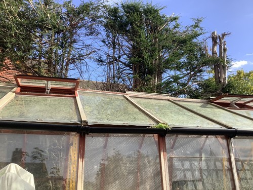 Cedar wood greenhouse - cedar,
