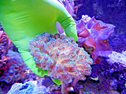 Nitrile aquarium gloves - nitrile,