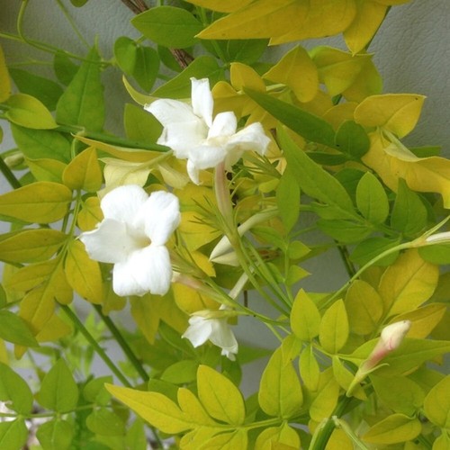 White jasmine officinale - white,