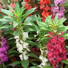 Tom Thumb Impatiens Seeds | Non-GMO | Free Shipping | Seed Store | 1264