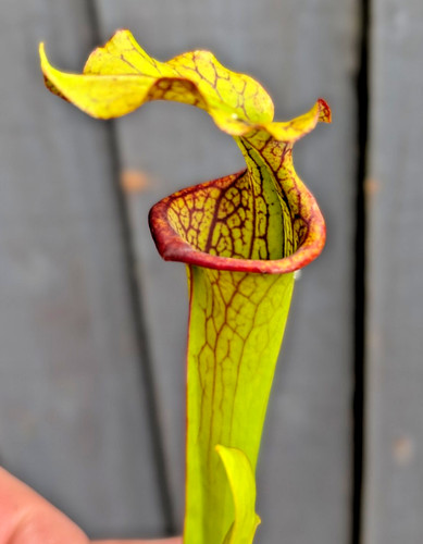 Sarracenia moorei leah - moorei,