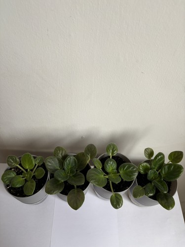 African violet saintpaulia - african,