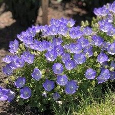 x3 Campanula Carpatica