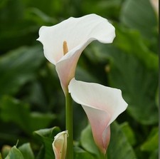 ARUM LILY Seeds -'Pink Splash'