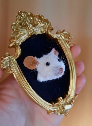 Taxidermy mouse head mounted - mouse,