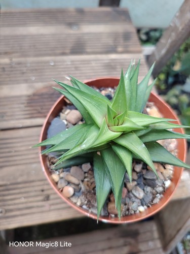 Haworthia viscose radula
