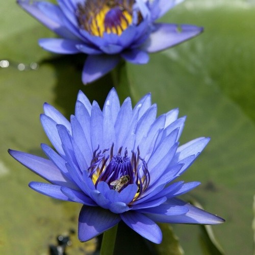 Water lillies egyptian - lillies,