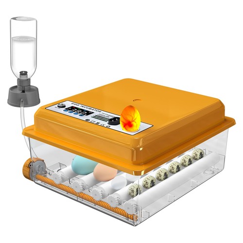 Chalixion incubator eggs - chalixion,