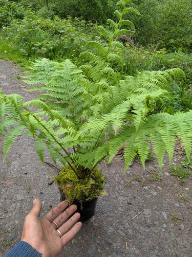 Woodland fern plant - plant, 2l