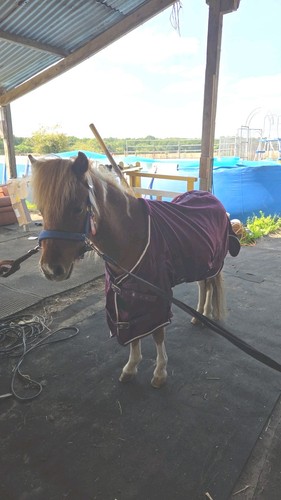 Small purple pony rug - small,