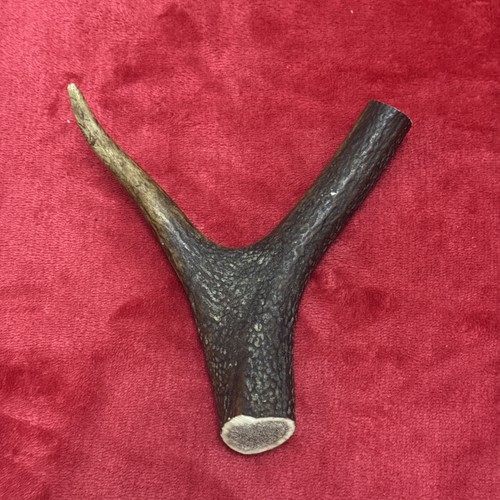 One piece deer antler y - deer, antler,