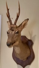 A Taxidermy Roe Deer Stag Head