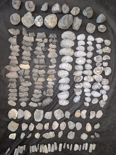 Authentic jurassic fossil - authentic,