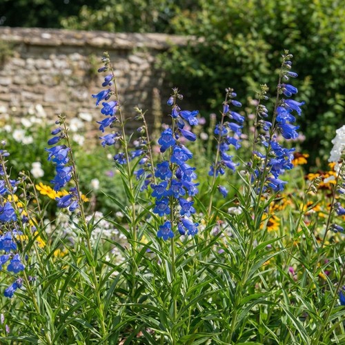 Penstemon electric blue - electric,