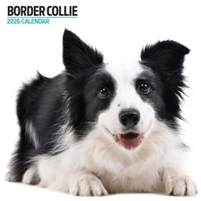 Border Collie 2026 Modern