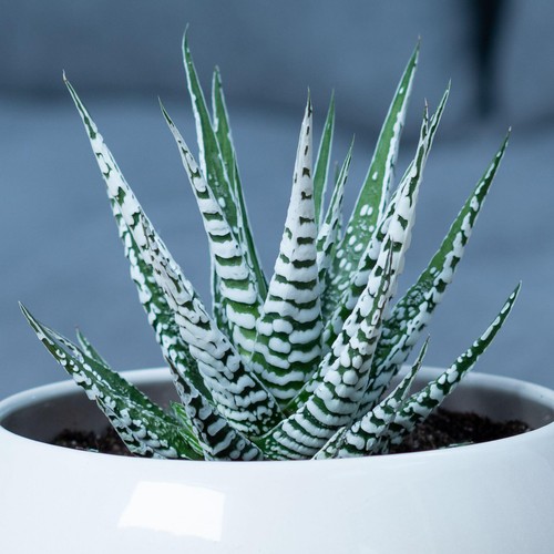 Succulent haworthia big band - band, |