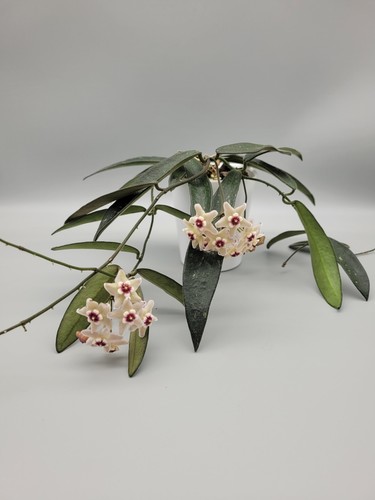 Hoya lyi china - hoya, very