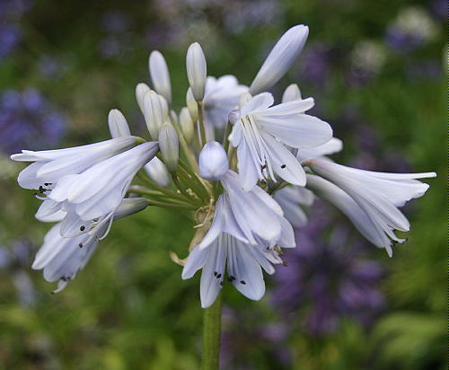 Agapanthus blue moon grey - blue,