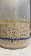 Fresh Mature Sourdough Starter