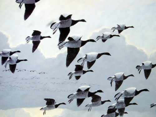 Peter scott when the - scott, tide