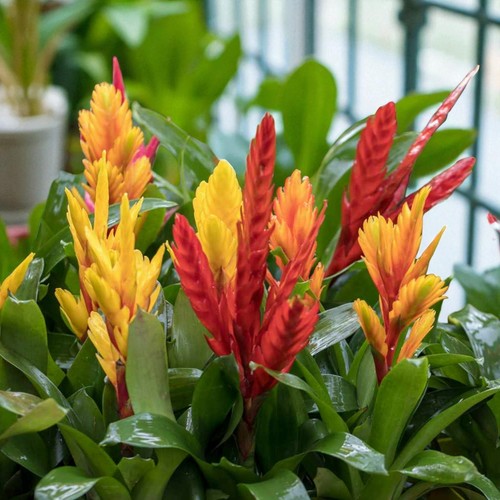 Vriesea flaming sword indoor - flaming,
