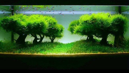 20g java moss - 20g, aquarium