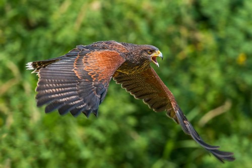 Harris hawk flight - harris,