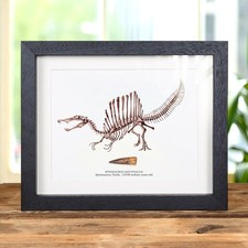 Spinosaurus Dinosaur