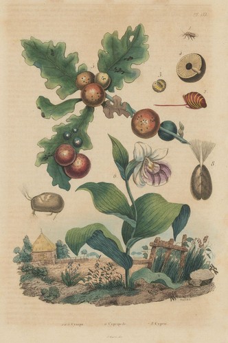 Cynips - , wasps)