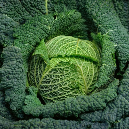 Cabbage savoy plant - plant, x