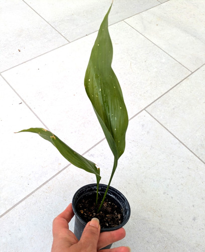 Aspidistra elatior cast - aspidistra,