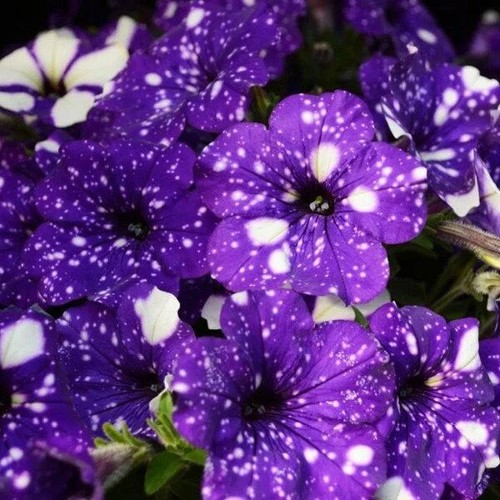 Purple petunia starry - 20,