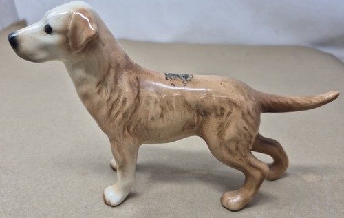 Golden labrador dog - labrador,