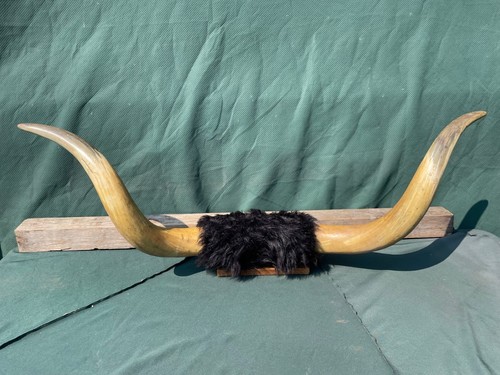 Authentic large real bull - authentic,