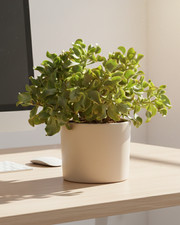 Large curly jade - large, money