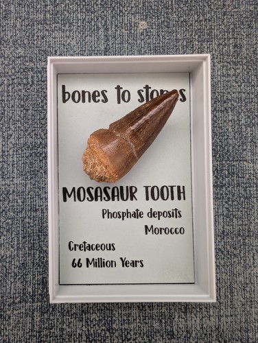 Mosasaur tooth display box - tooth, in