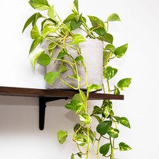 Epipremnum Aureum | Variegated