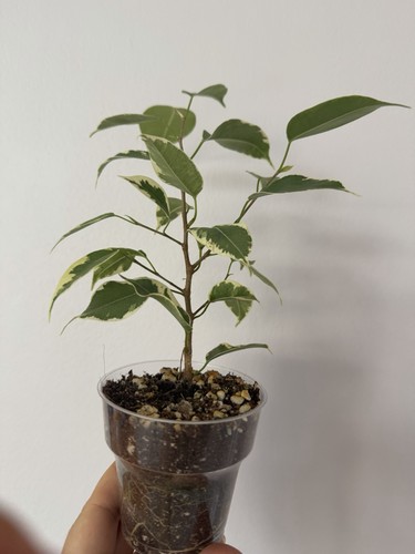 Ficus benjamina variegated - ficus,