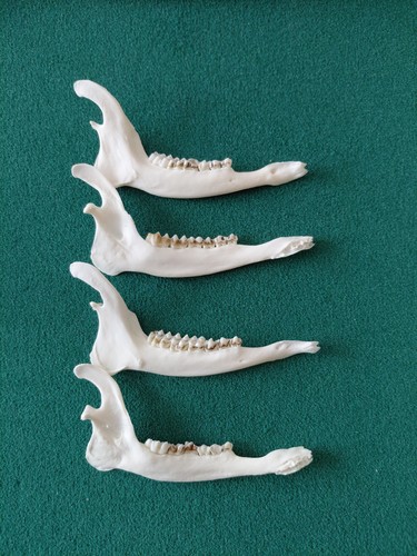 Muntjac deer jaw bones - muntjac,