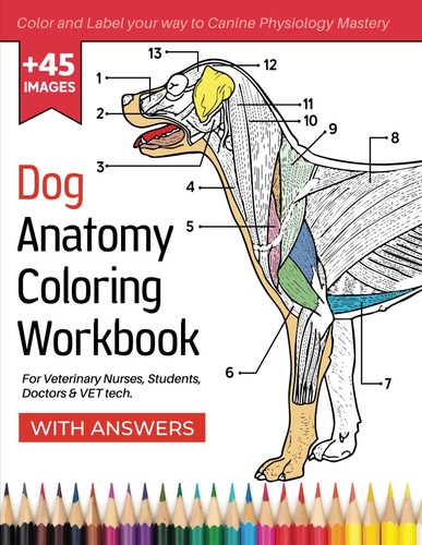 Dog anatomy coloring workbook - dog,