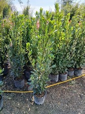 Bay tree 'Laurus nobilis' Cooking 140cm+/- Amazing Quality Hedging/Patio Plant