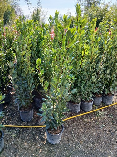 Bay tree laurus nobilis - 'laurus, nobilis'