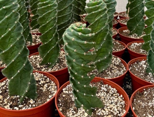 Spiral cactus cereus - cactus,, forbesii