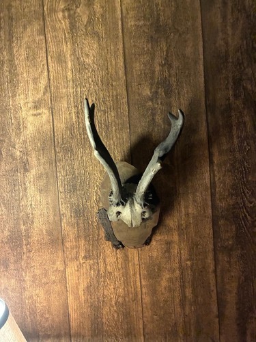 Vintage 27cm german deer - 27cm,