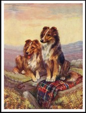 SHETLAND SHEEPDOG SHELTIE DOGS LOVELY VINTAGE STYLE DOG ART PRINT POSTER