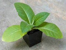 VIRGINIA GOLD TOBACCO, 50